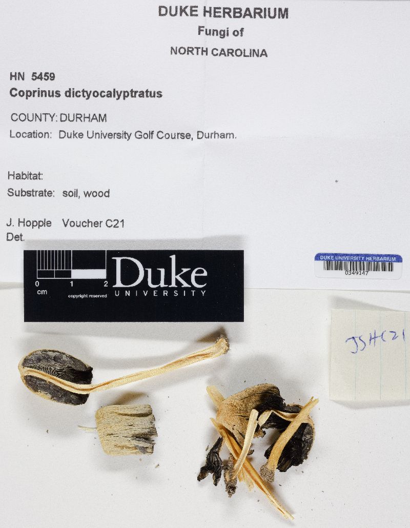 Coprinus dictyocalyptratus image