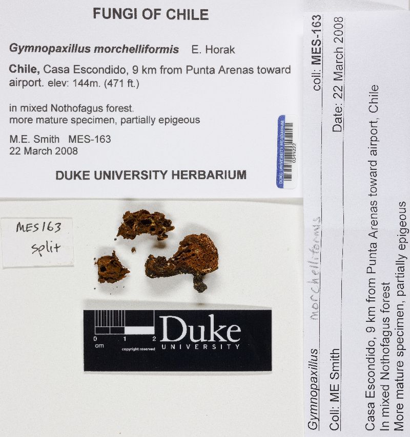 Gymnopaxillus morchelliformis image