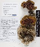 Ganoderma lucidum image