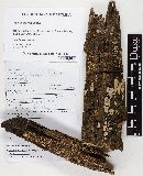 Xylobolus frustulatus image