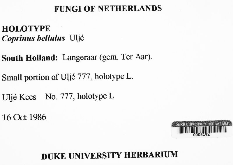 Coprinus bellulus image