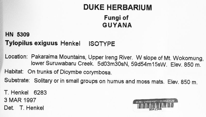 Tylopilus exiguus image