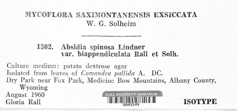 Absidia spinosa var. biappendiculata image