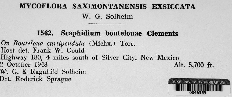 Scaphidium boutelouae image