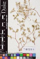 Uromyces euphorbiae image
