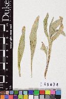 Uromyces junci image