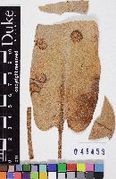 Tuberculina persicina image