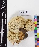Ganoderma curtisii image