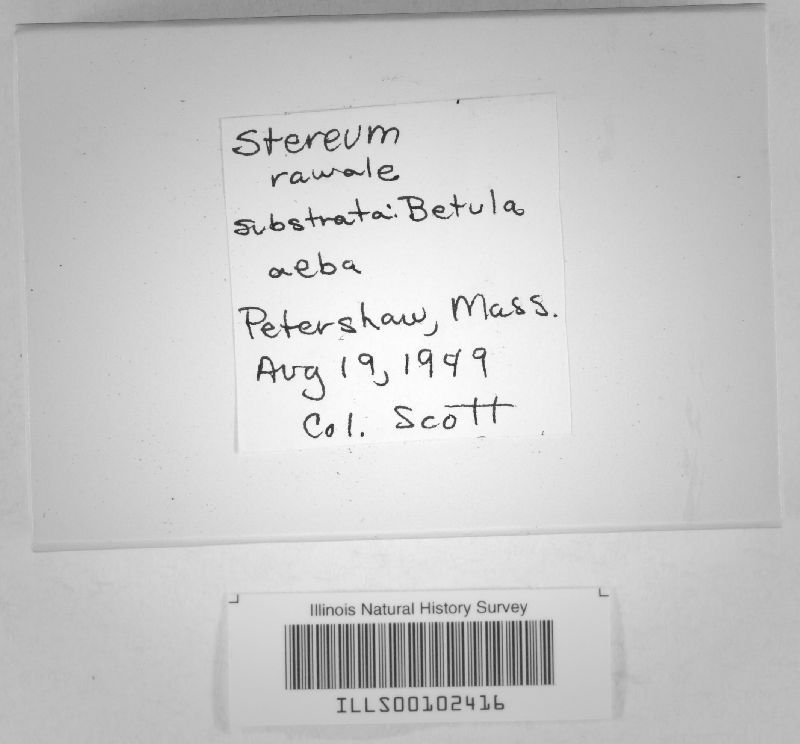 Stereum earlei image