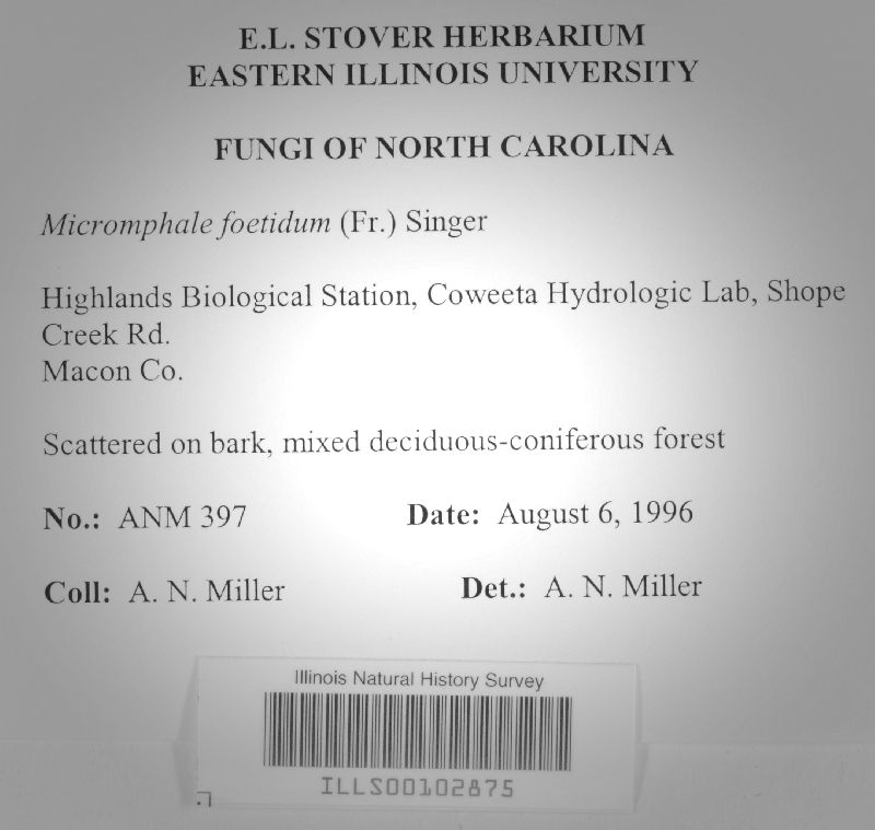 Micromphale foetida image