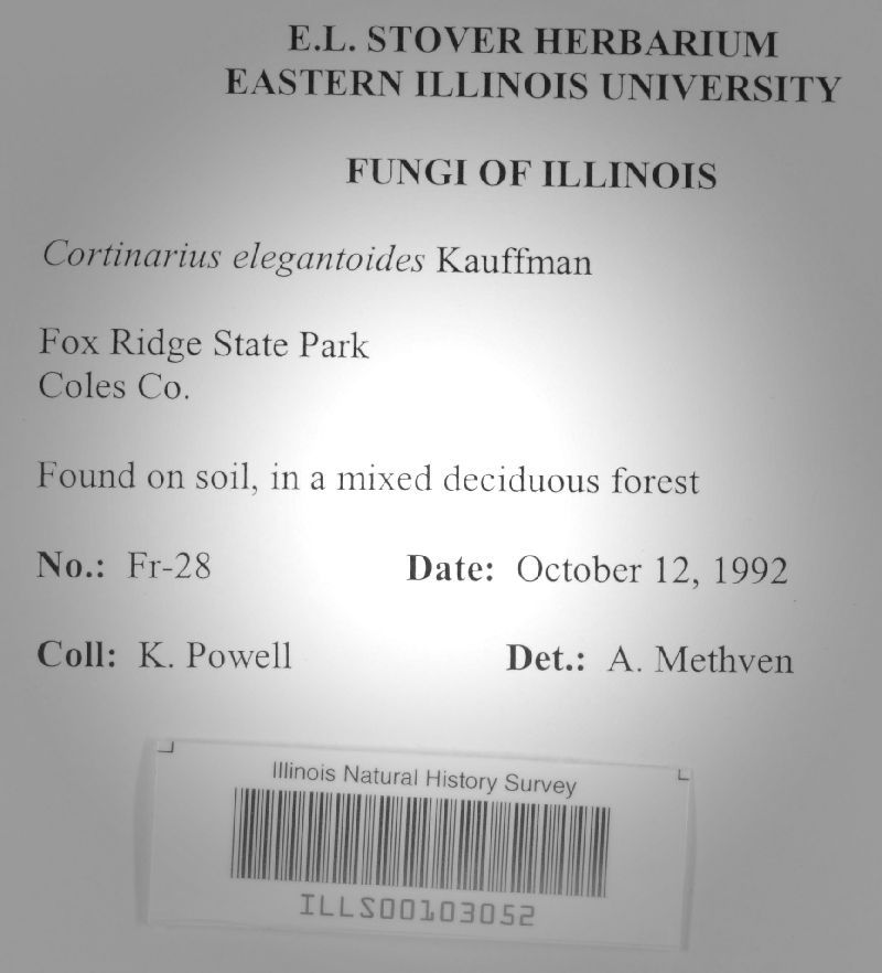 Cortinarius elegantoides image