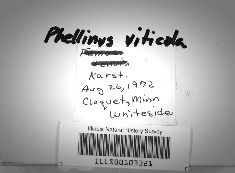 Phellinus viticola image