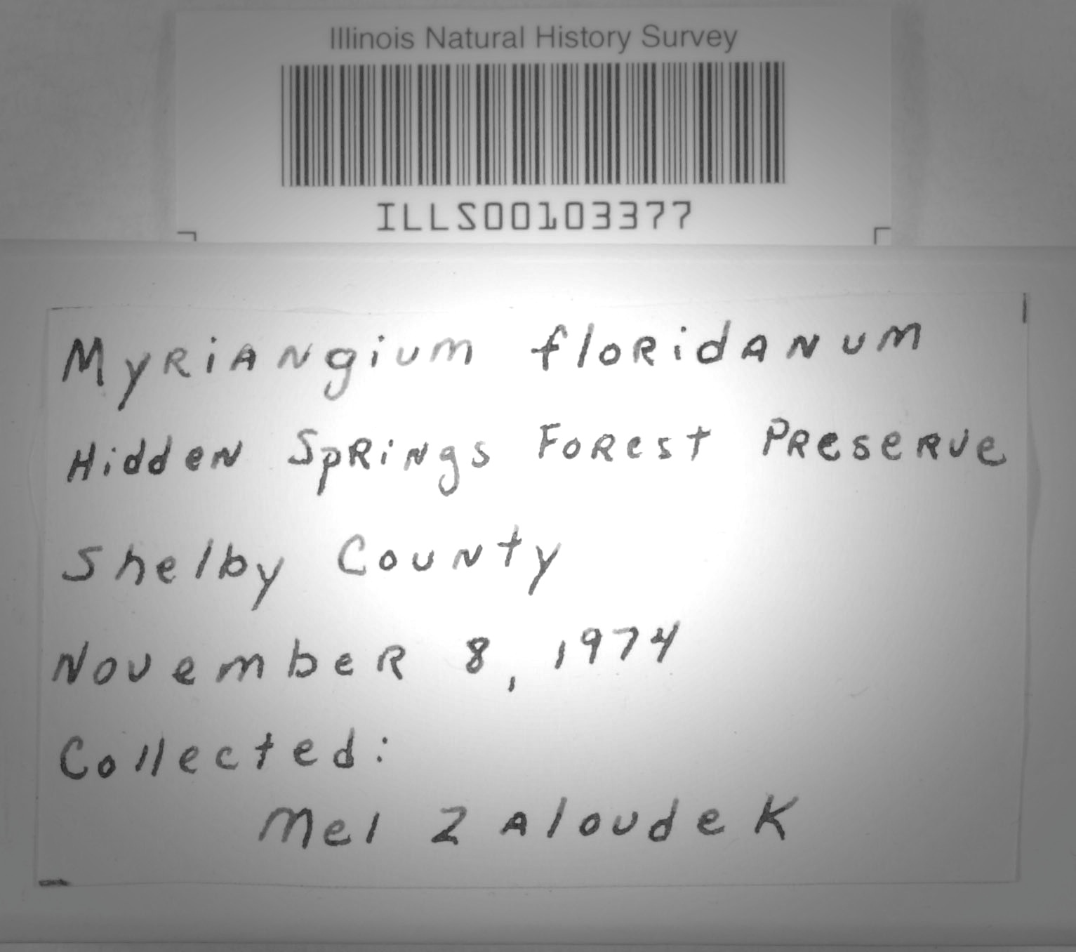 Myriangium floridanum image