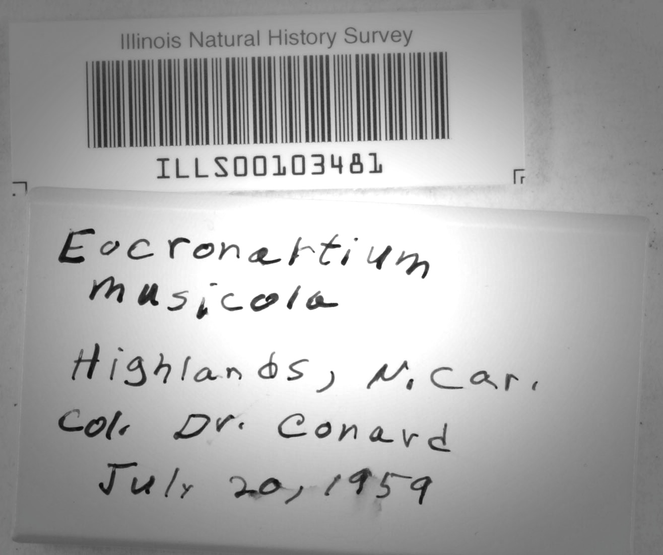 Eocronartium muscicola image