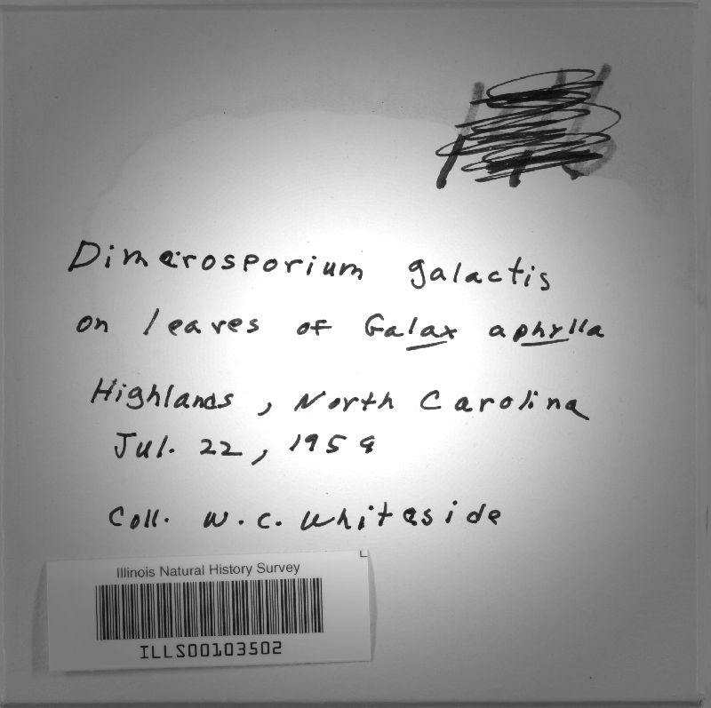 Dimerosporium galactis image