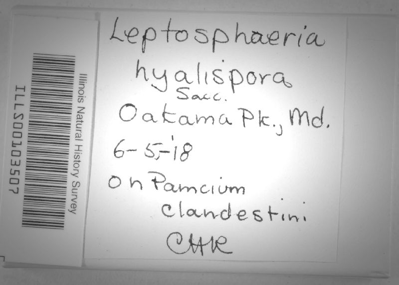 Leptosphaeria hyalospora image