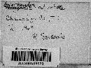 Bjerkandera adusta image