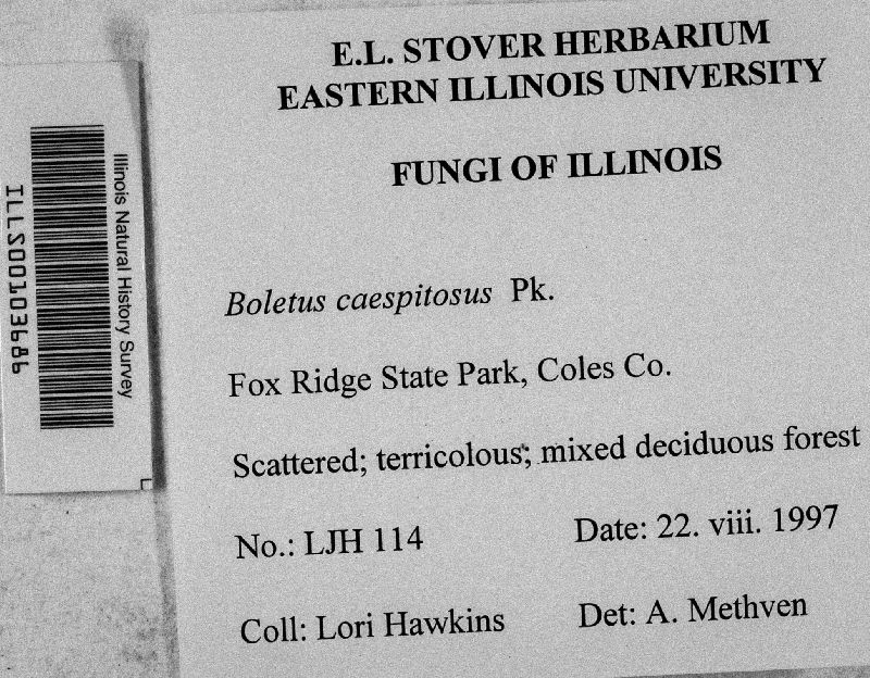 Boletus caespitosus image