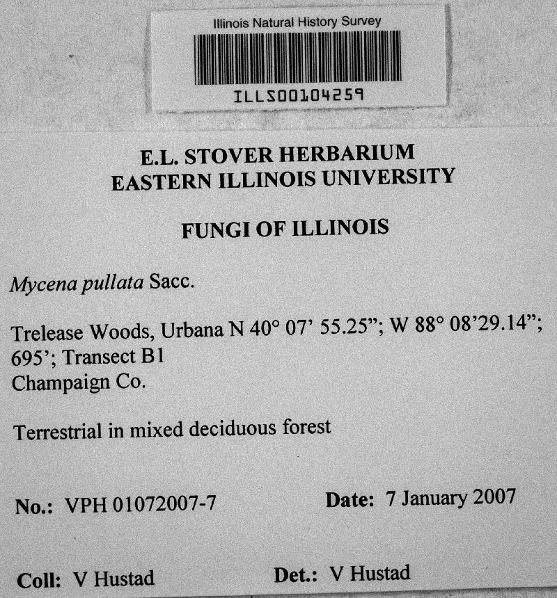 Mycena pullata image