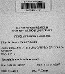 Ampulloclitocybe clavipes image