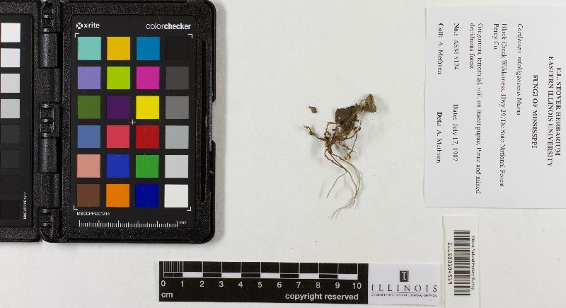 Cordyceps michiganensis image