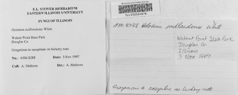 Helotium midlandensis image