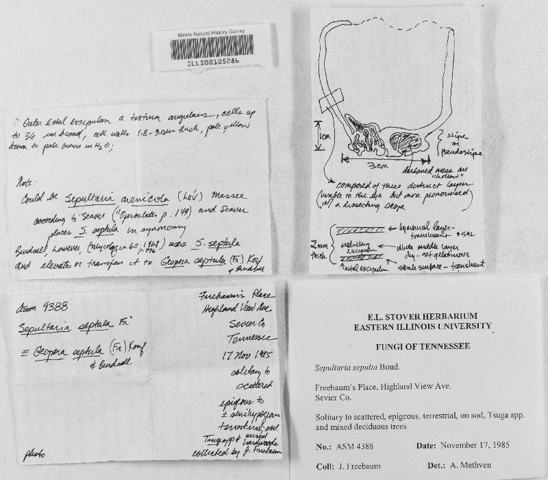 Geopora sepulta image