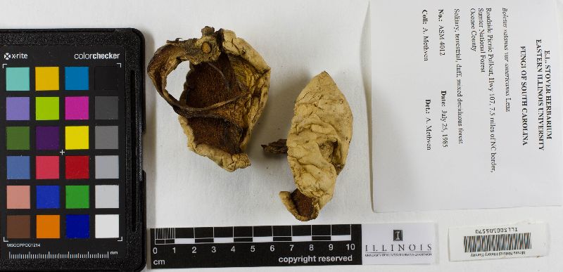 Boletus satanas var. americanus image