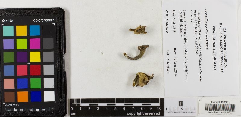 Craterellus carolinensis image