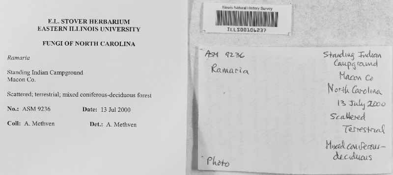 Ramaria holorubella image