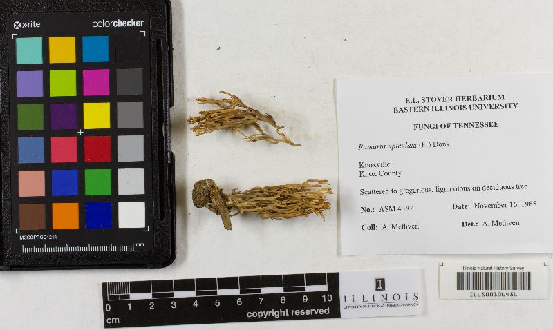 Ramaria apiculata var. brunnea image