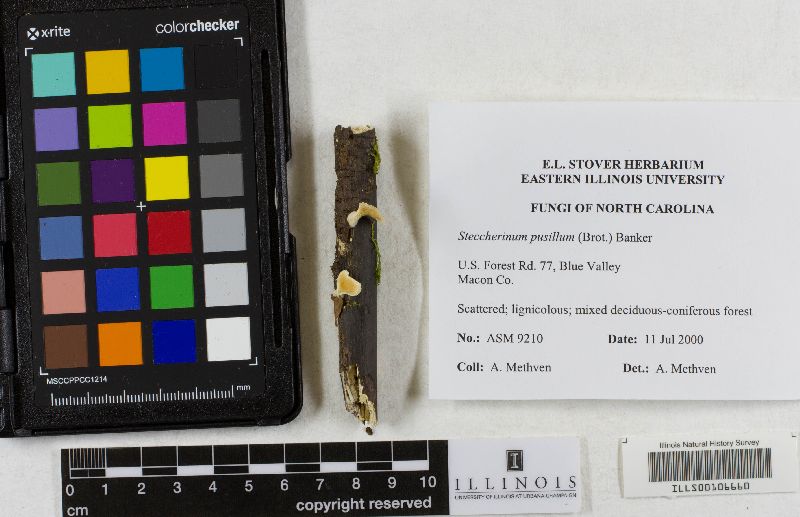 Mycoleptodonoides pusilla image