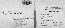 Irpex lacteus image
