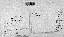 Irpex lacteus image