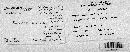 Postia caesia image