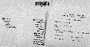 Phellinus gilvus image