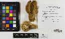 Trametes hirsuta image
