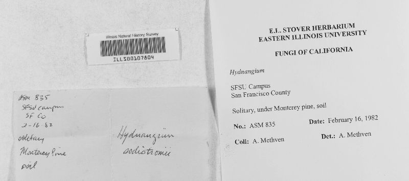 Hydnangium soderstromii image