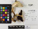 Agaricus bitorquis image