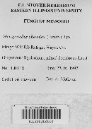 Microporellus obovatus image