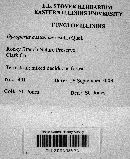 Gyroporus castaneus image