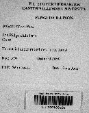 Xanthoconium affine image