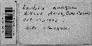 Daedalea ambigua image
