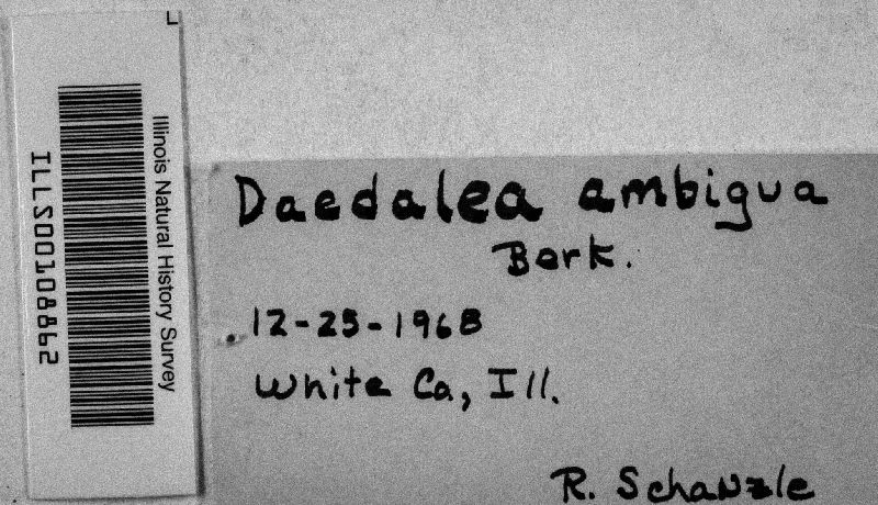 Daedalea ambigua image