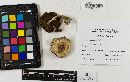 Agaricus placomyces image