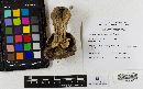 Agaricus moelleri image