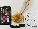 Amanita caesarea image
