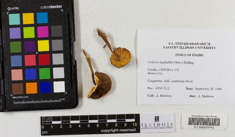 Collybia badiialba image