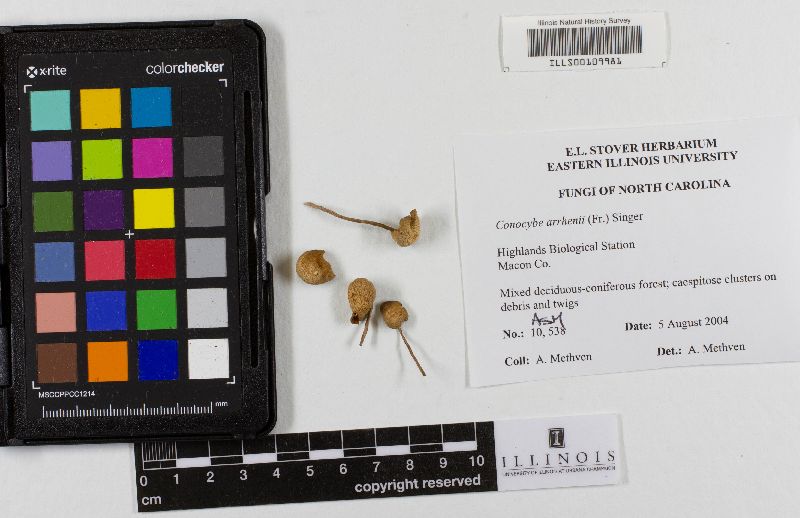 Conocybe arrhenii image