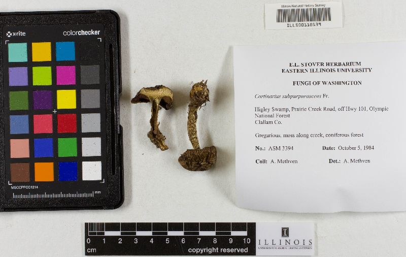 Cortinarius subpurpureus image